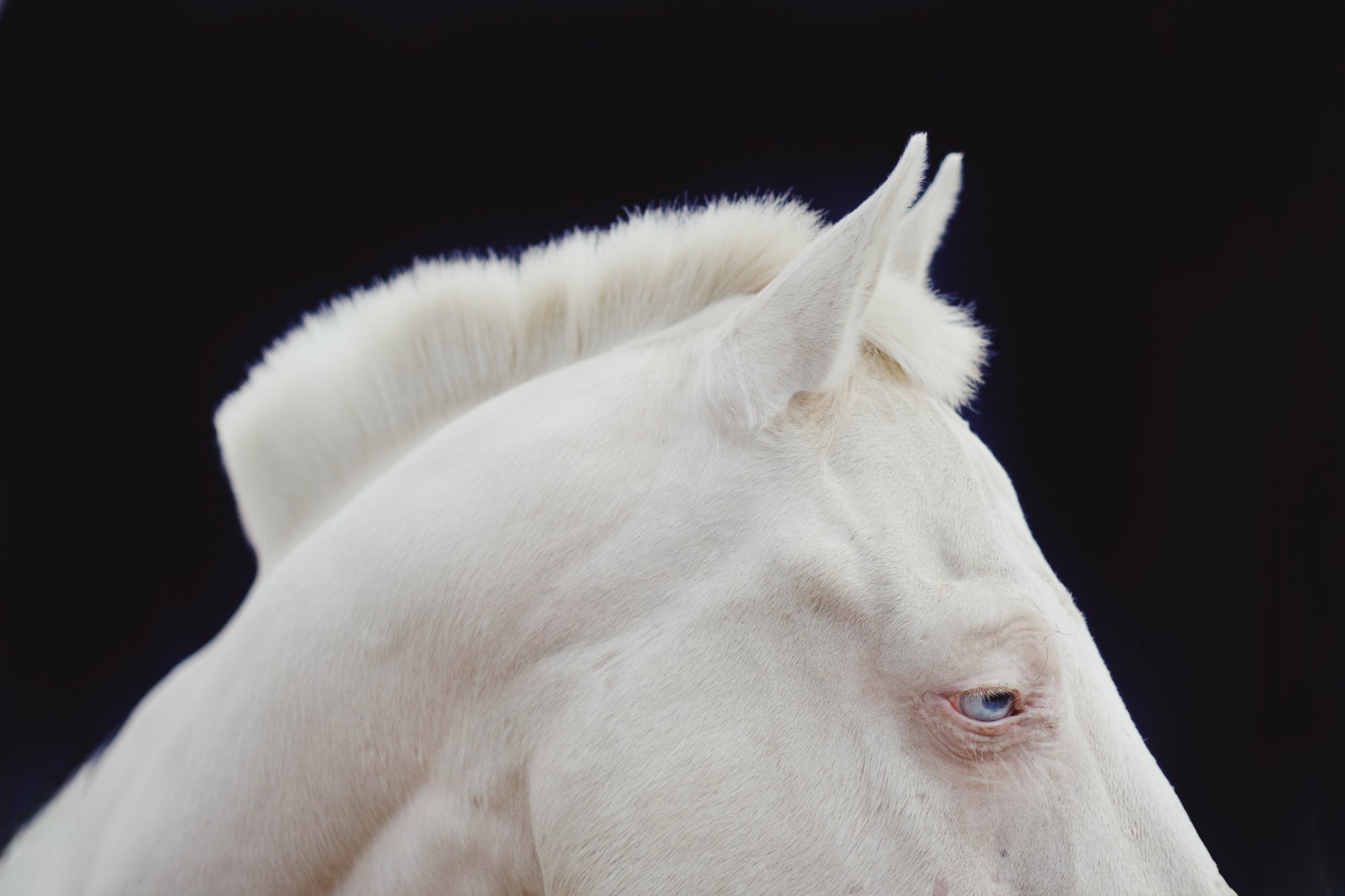 Horses